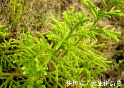 小冠花|农村有些少见的野菜,治荨麻疹,疮疖肿毒,中耳炎