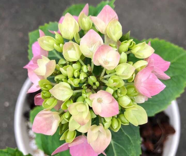 刚买回的盆栽,如何浇水、晒太阳、养护简单“3步”,越养越旺