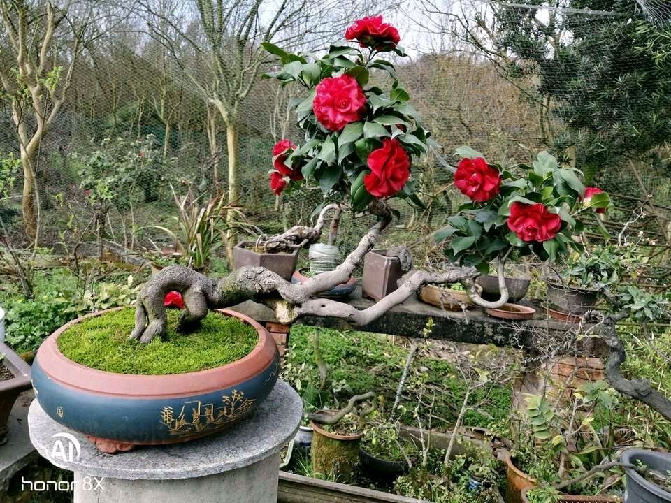 未雨绸缪,了解茶花老桩盆景的上盆4技巧,秋季用到不求人
