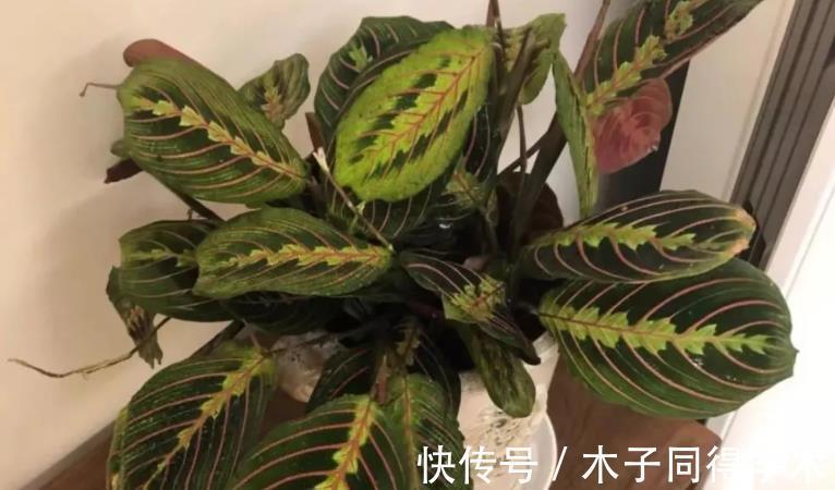 花友们|厨房里有1种粉末，兑水浇花，没异味，用途多，效果杠杠滴