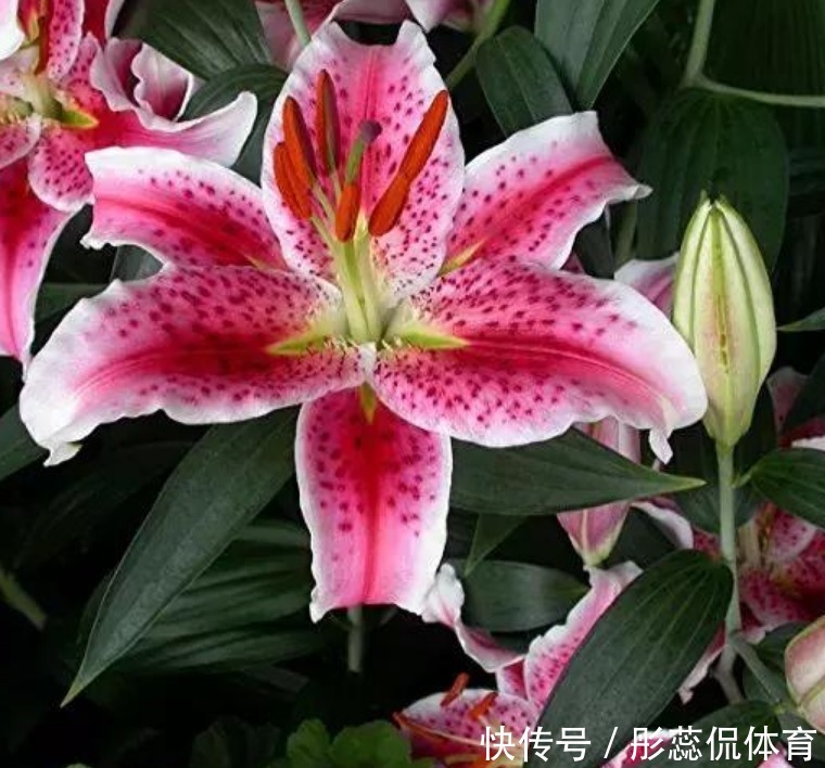 自带香味的“4种花”,比香水还好闻,养客厅一盆,香飘四溢!