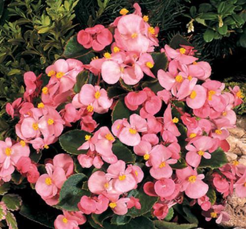 推荐8款小草花,普普通通开花美,是阳台盆栽的“颜值担当”!