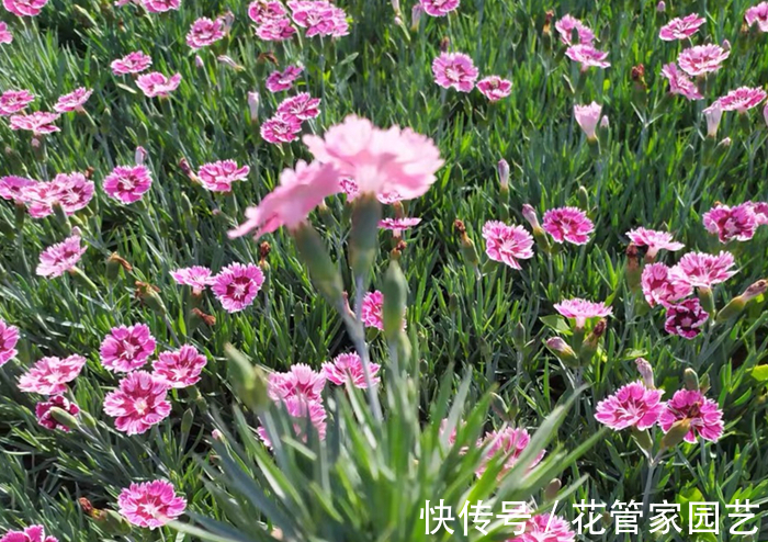 这六种花不怕冷,而且好养易活,冻一冻反而长得更好