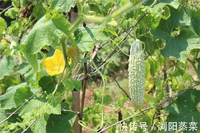 客家人|浏阳蒸菜:餐餐吃都不感觉腻的美食!