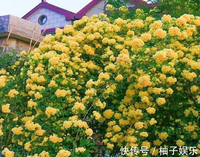 院子再小，也要养棵它，2年长一片，开花特别美，左邻右舍都说香