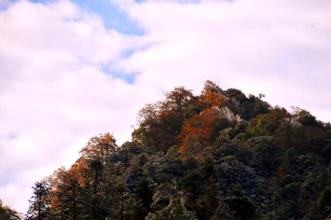 黄荆|美出新境界 四川古蔺黄荆老林立冬雪后现雾凇奇观