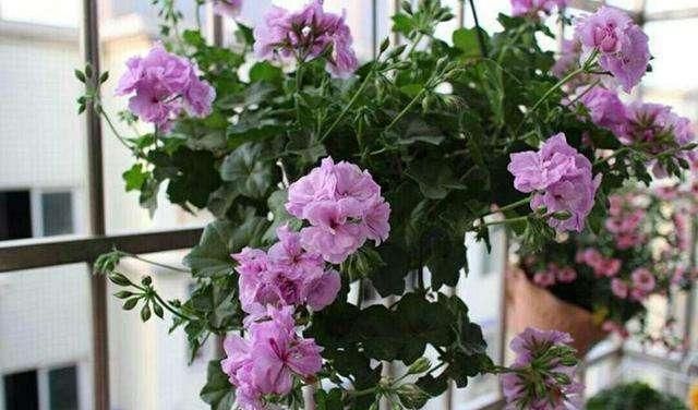 夏天|这3种花,冬天不怕冷,夏天不怕热,一年四季有花看!