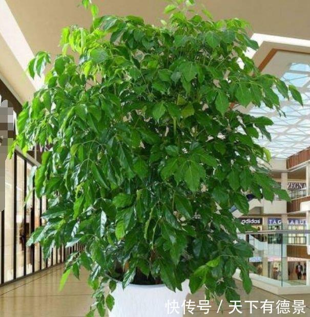 观赏价值|养花就养这几款，郁郁葱葱，四季常青，有很高的观赏价值