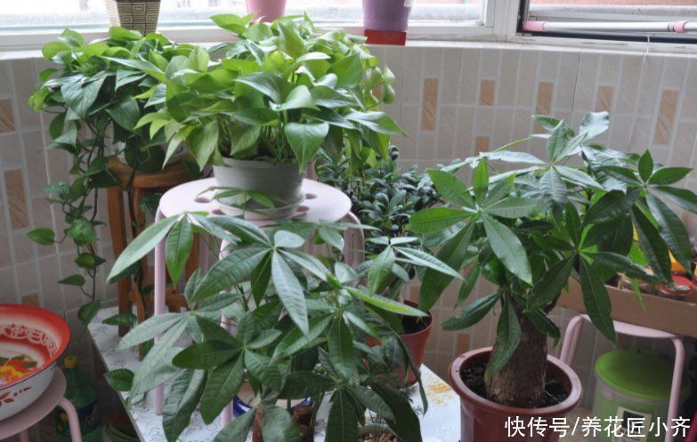 知识点|养花经常提到“要修剪”,修剪到底有啥用?这是个要懂的知识点