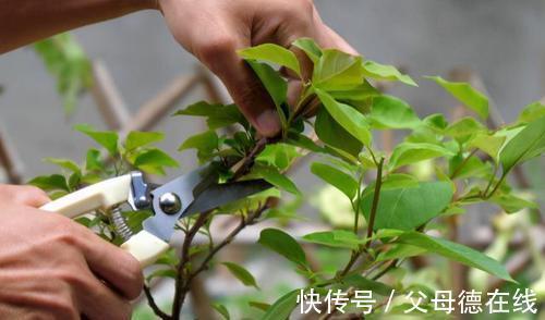 三角梅只长叶子不开花?秋天四不做,花朵多到看不见叶子