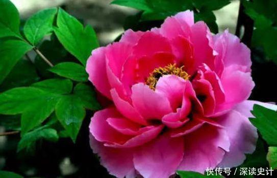 4种花号称开花机器,颜值高又好养,一开就是一年