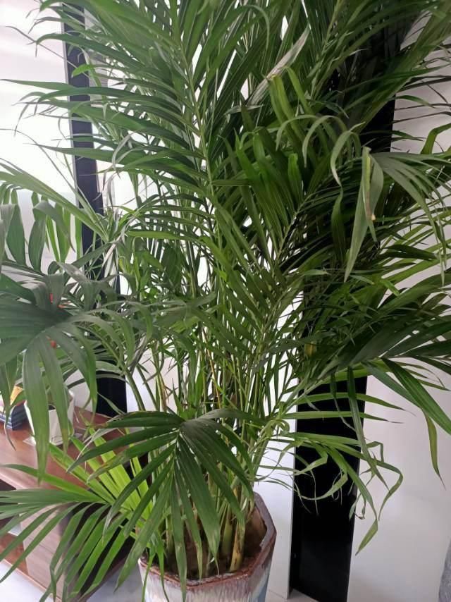 芦荟|3种旺家花卉,养人养身心,家里有老人更要养