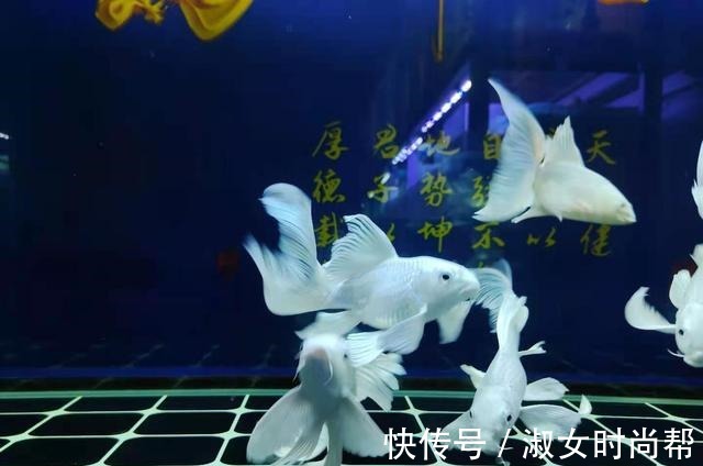 很多观赏鱼的鱼鳍、尾鳍，即使烂掉了也能再生长，没有什么问题！