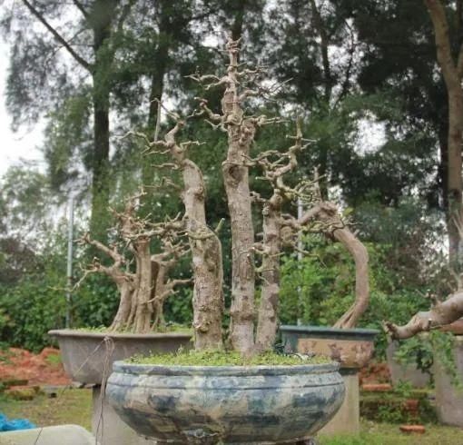 盆景制作技法夏天来到,盆景脱衣换锦,有6种好处