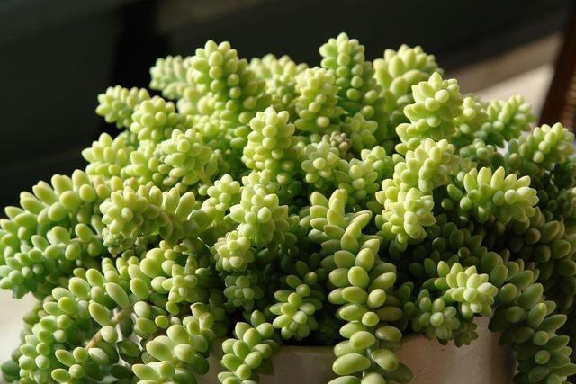 7种“美”多肉,夏天养成“瀑布”,叶片肉嘟嘟,格外好看!