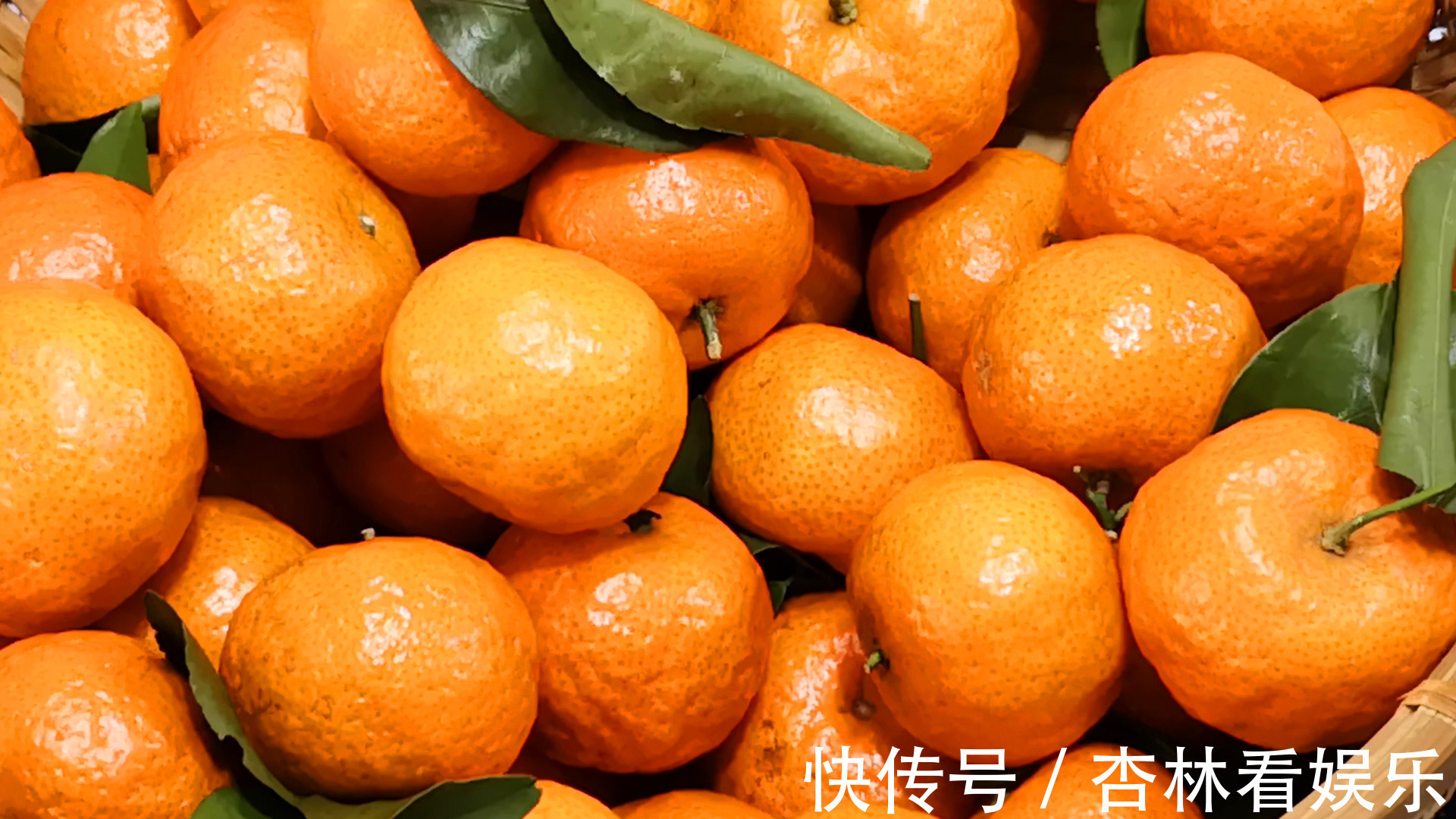 买砂糖橘,别管品种价格,见到此4种要留心,为了家人白给也不要