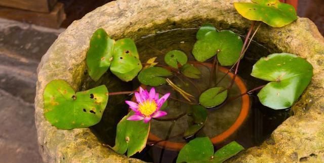 旺盛|这四种花卉最喜欢水,夏季越浇越旺盛,爆盆起来很容易