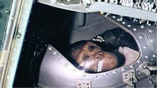 摔死、热死太空动物悲惨结局,回地球没成英雄,却差点成标本