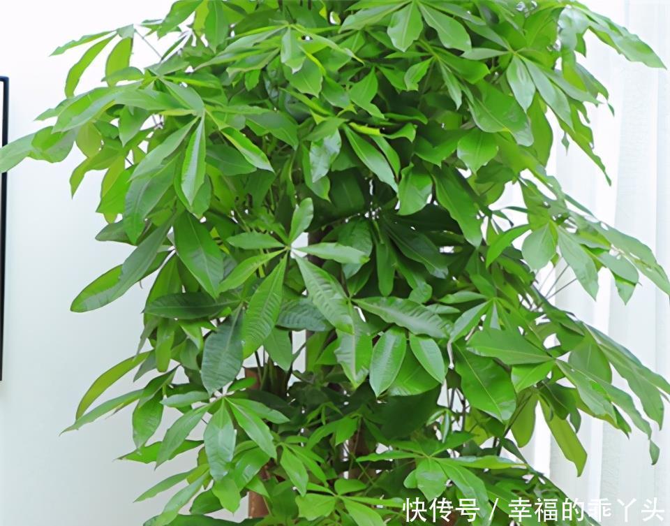 冬季管理发财树,喷1种水,冬天也能油绿茂盛!