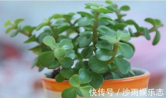 晶莹剔透|盆栽金枝玉叶，3个机遇把握住，叶片晶晶亮，长成昂贵的盆景