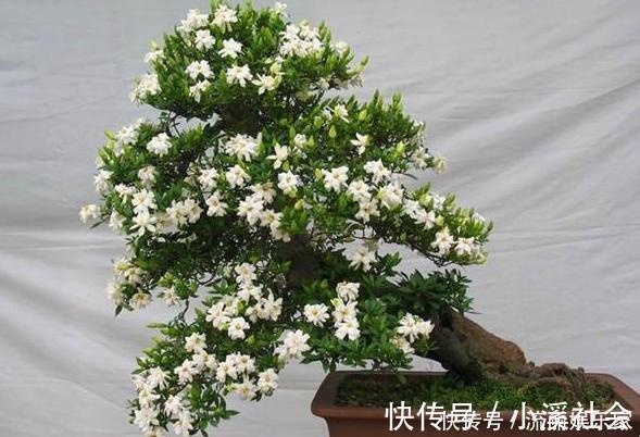 家里盆栽植物的要注意此4种进屋,既对健康不利又影响运气