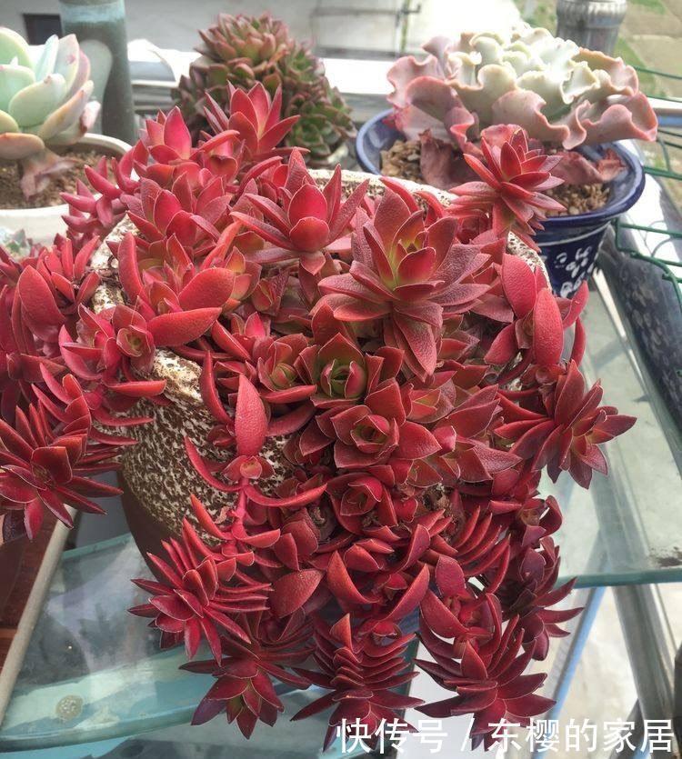 黄丽|很好养活的3种“多肉”,养出群生养成老桩,真的很美