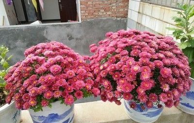 此花好看又好养，花比也还多，一开就爆盆，是阳台盆栽新宠！