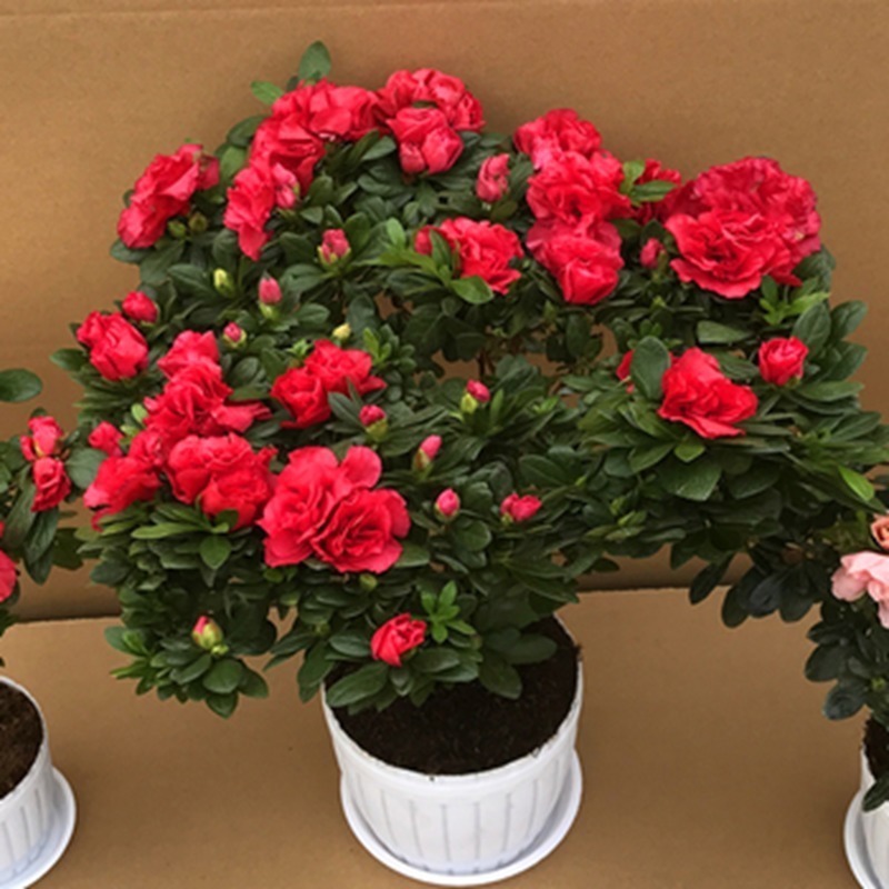 鲜艳|比香水还香的几种盆栽,给点水就能活,但养的人却没几个