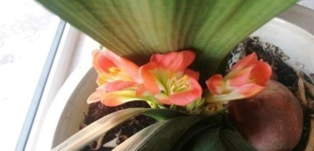 发现君子兰“鼓大包”,一定要重视,原因有3个,其中两个是惊喜