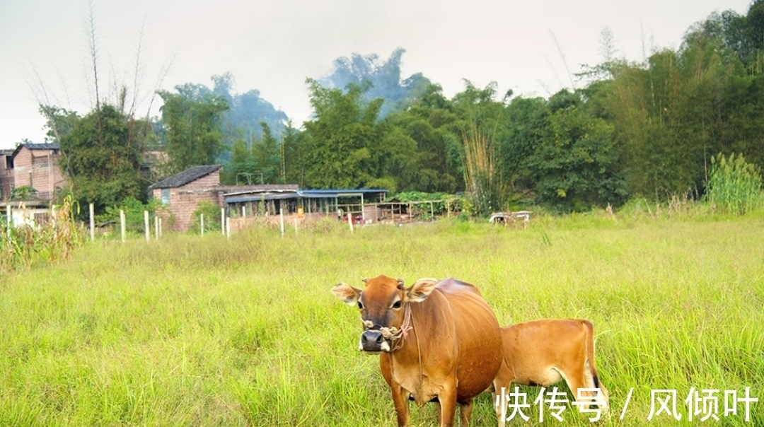 秋夜|「诗词欣赏」初唐王绩的诗:言语朴素自然,诗情画意交融