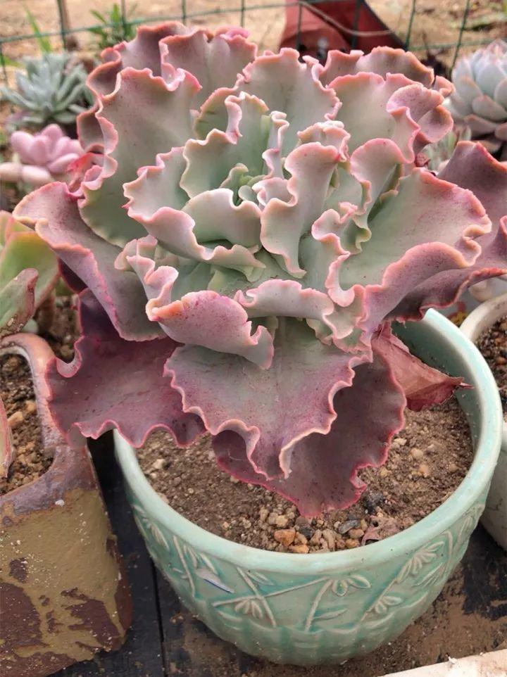 红边|姐姐养了9年的多肉,没有买肥就用它,个个长成精!