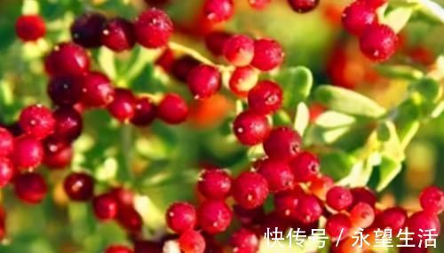 食物|对身体极好的3种食物,可以预防贫血,非常适合女人食用