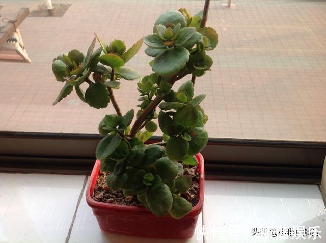 小技巧|学会3个扦插小技巧,不花钱就能养花,生根发芽快,呼呼长满盆!