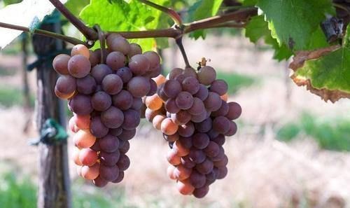 核桃|天然的“安眠药”终于被找到,用来泡水喝,静心安神,赶跑失眠