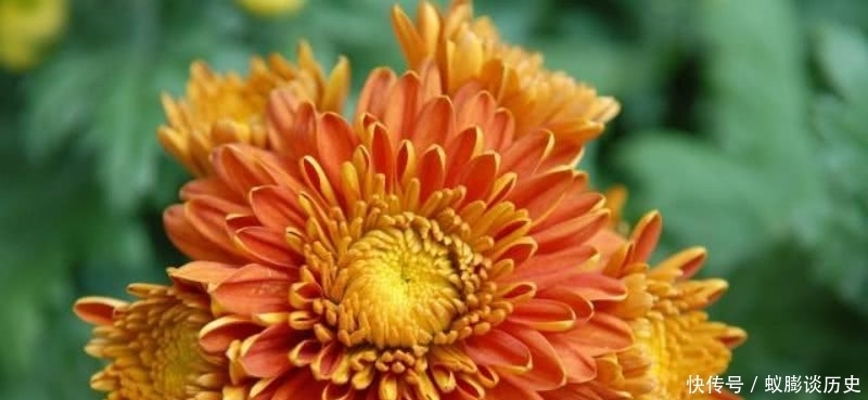 菊花|白居易最经典的一首咏菊诗,通篇意境高远,不失为一首难得的佳作