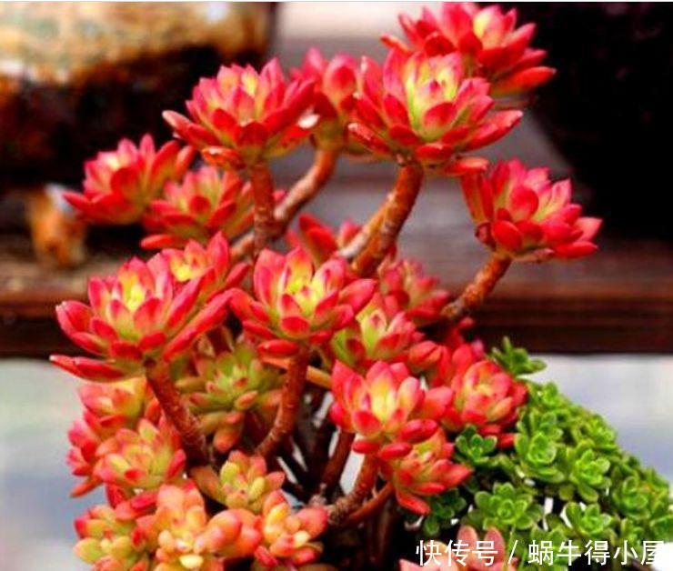 几种花超漂亮的,沾土就活,开花又大又艳,十里飘香