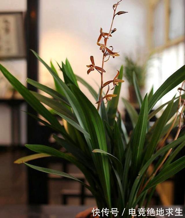 养2年的墨兰不长个、不开花？喂粒2块钱的药，根叶花苞呼呼窜