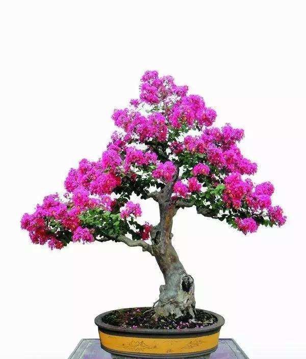 养花得用营养土!几种东西“混起来”,简单实用,养啥都旺!