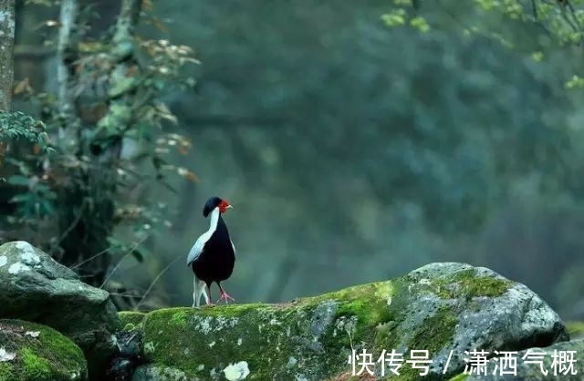 白鹇|白鹇鸡!太美了!