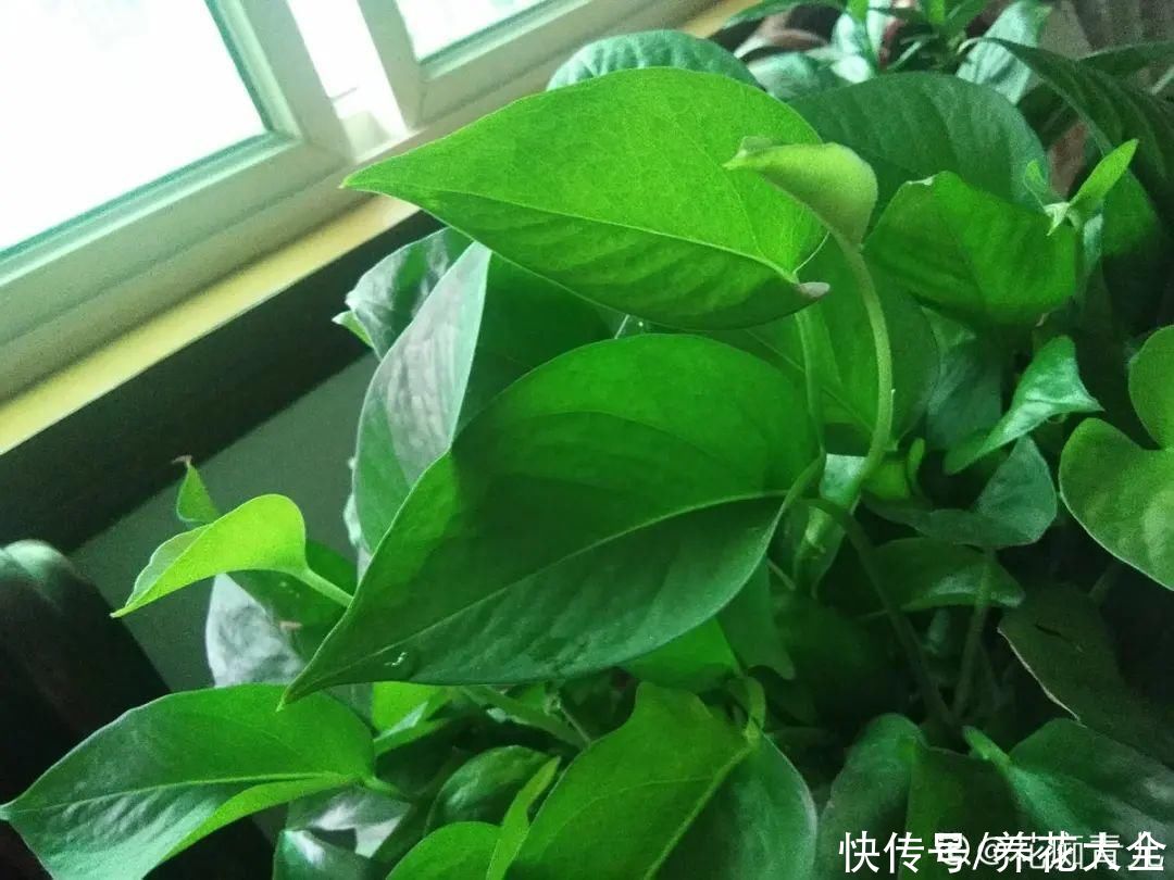 叶子|绿萝叶子“吐”水珠，恭喜你，养出了最佳状态