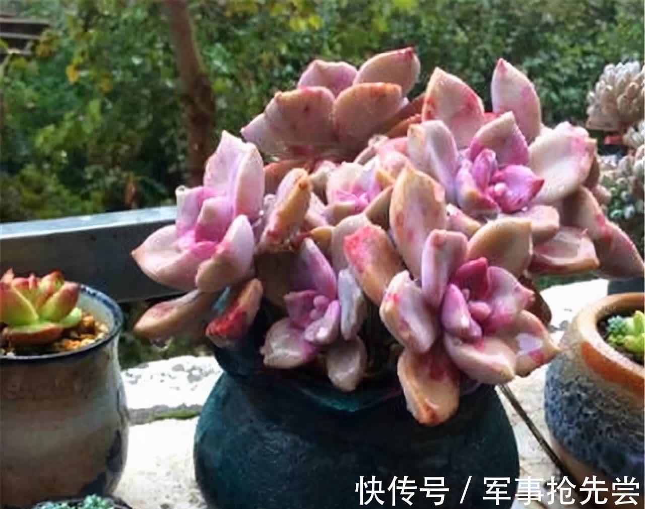 他养多肉10多年,总结出9个易出“高价老桩”的品种,适合新手