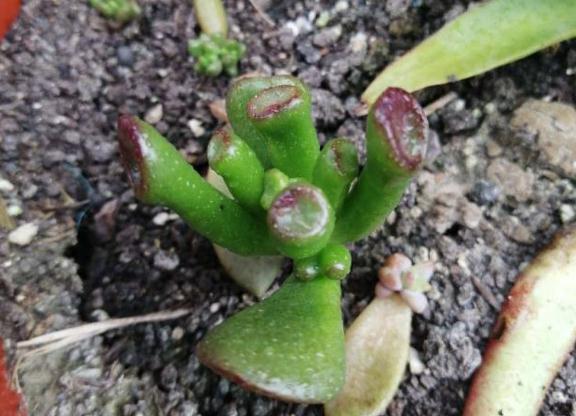 光棍树|养花:6种“丑八怪”,放在家里能镇宅,养的越久越气派