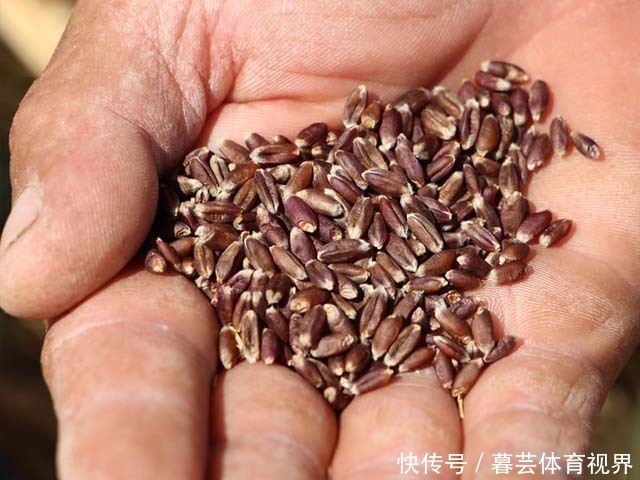 黑麦面粉|它是预防三高的首选,也是糖尿病朋友的优选食品,补肝益肾好处多