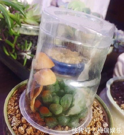 叶片|“塑料瓶”竟是养花神器,学会“4种”用法,一生受用、养花旺