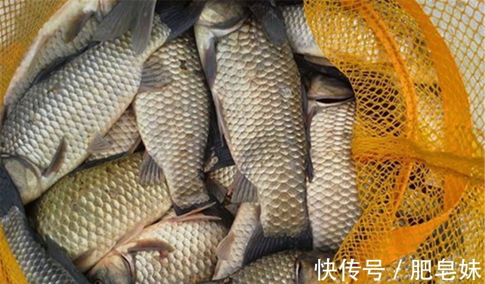 仲春适合野钓大板鲫,介绍几款自制“素饵”,钓大鲫鱼很给力!