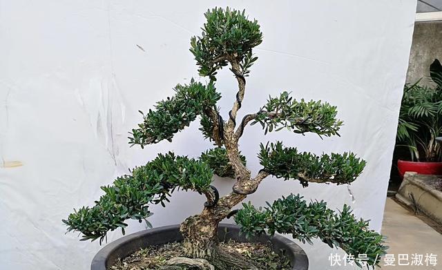 黄杨|不管家中再小,一定要摆放上一盆“木中君子”