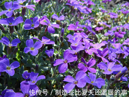养殖|四种花不用管都爆盆，最适合懒人来养，花开爆满还好看