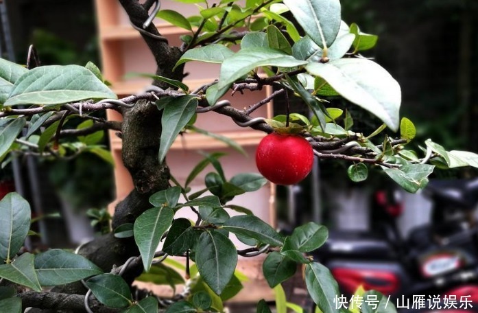 这种植物的果子挂枝头很像灯笼，是观果盆景的上好品种，你喜欢吗