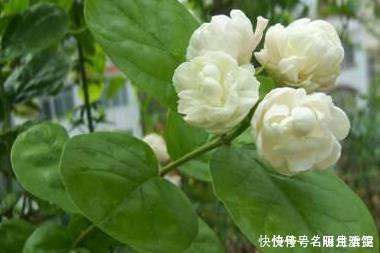  这三种花堪比香水，养在家里空气清新无异味，健康无忧