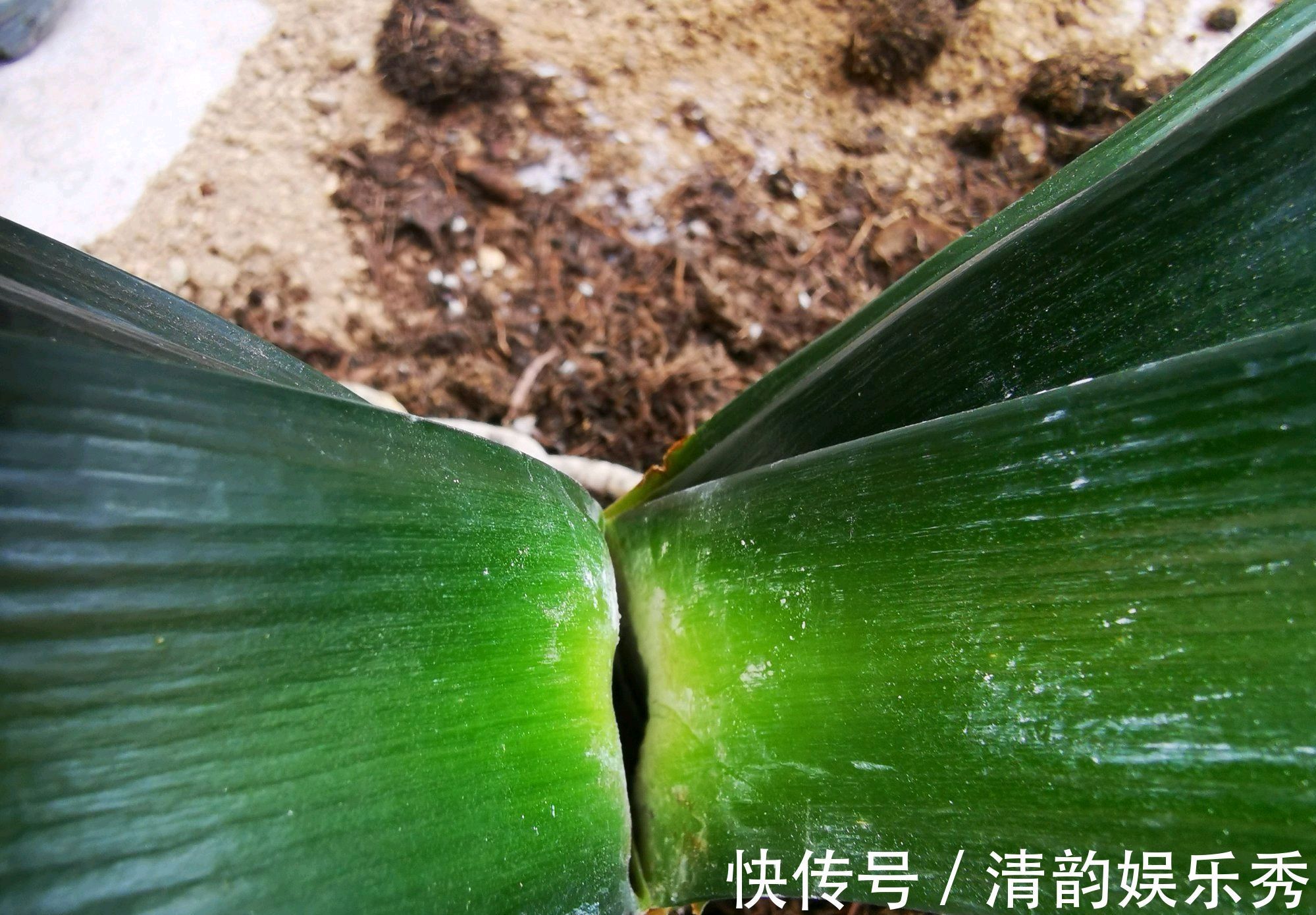 侧芽|君子兰心叶腐烂一年了还不长新芽怎么办?不砍头憋群兰更待何时